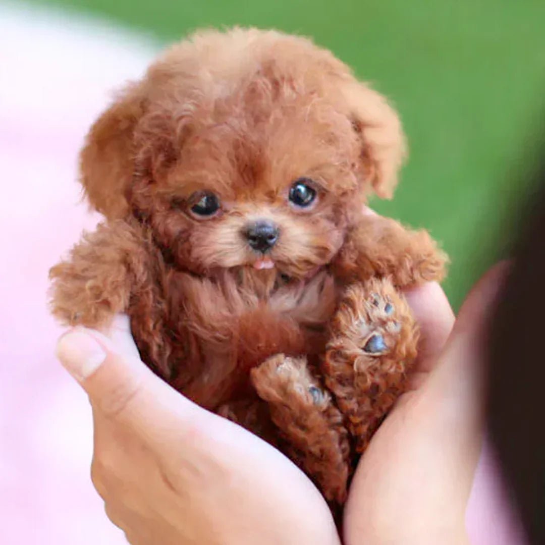 Interactive Plush Companion Dog
