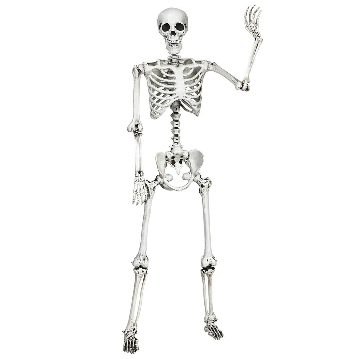 5.4 Ft Life Size Posable Halloween Skeleton