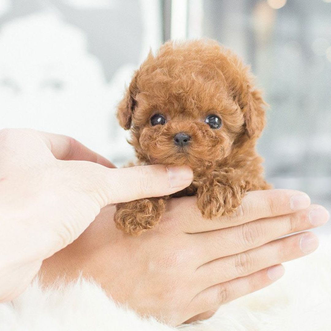 Lifelike Robot Puppy Toy